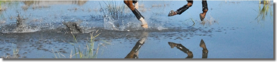 Hooves in water