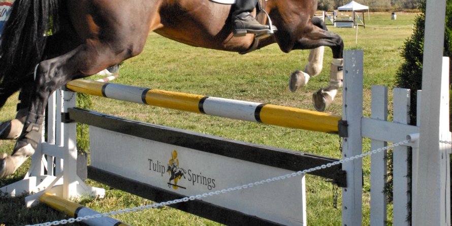 Over the TulipSprings fence