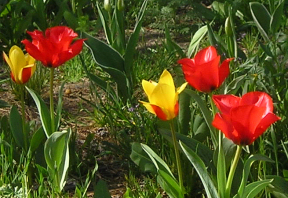 Tulips