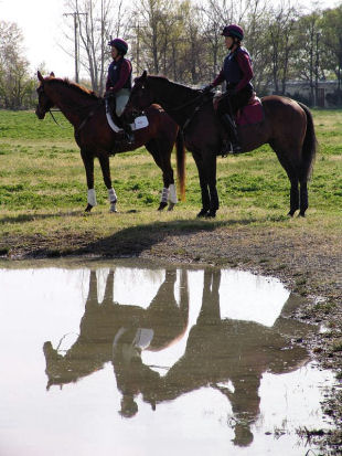 Reflection